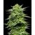 Mountaintop Mint, Фасовка: 3